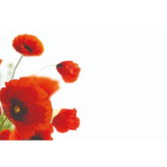 Red Poppies (Pack of 50)
