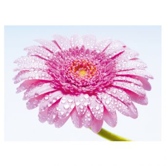 Pink Gerbera with Dew Drops (Pack of 25)