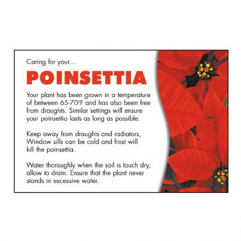 Poinsettia (Pack of 100)