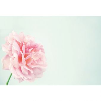 Pink Dahlia (Pack of 50)