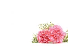 Pink Carnation & Gypsophila Classic Plain Card 