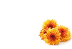 Two Tone Orange Chrysanthemum Classic Plain Card 