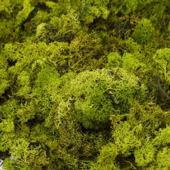 Finland Moss in Dark Green (Pack of 500g)