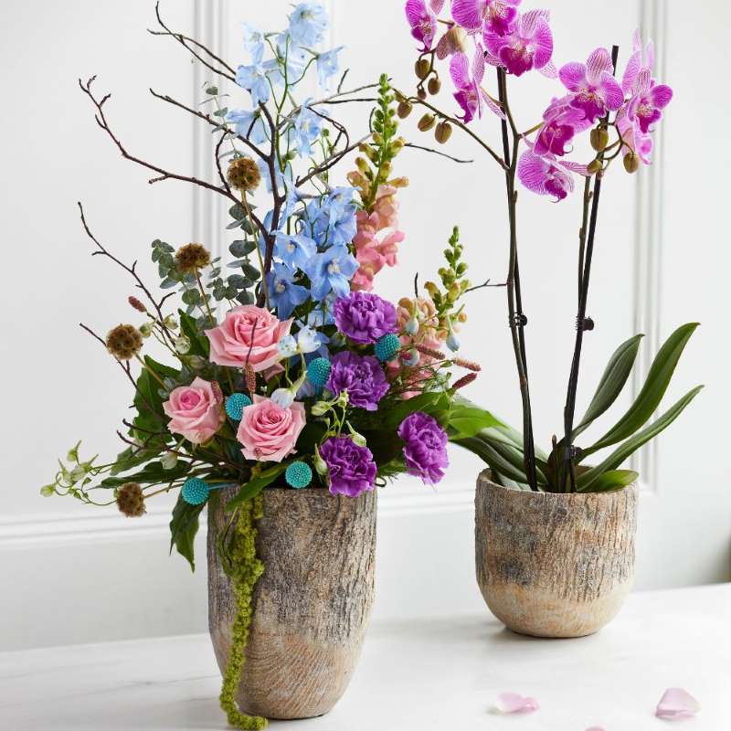 Purple and blue orchids potted in a textured bark-style Yew plant pot.